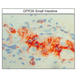 Immunohistochemistry - Anti-GPR39 Antibody (A334465) - Antibodies.com