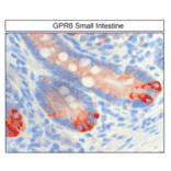 Immunohistochemistry - Anti-GPCR GPR6 Antibody (A334468) - Antibodies.com