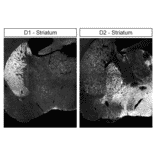 Immunohistochemistry - Anti-DRD1 Antibody (A334475) - Antibodies.com