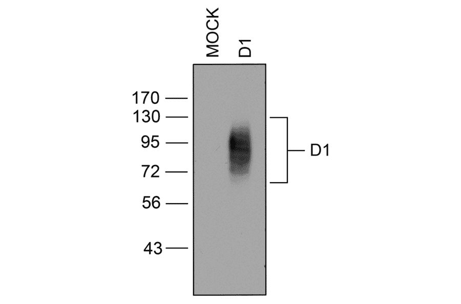 Western blot - Anti-DRD1 Antibody (A334475) - Antibodies.com