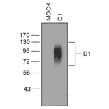 Western blot - Anti-DRD1 Antibody (A334475) - Antibodies.com