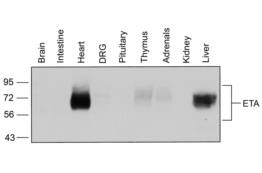Western blot - Anti-Endothelin A Receptor Antibody (A334476) - Antibodies.com