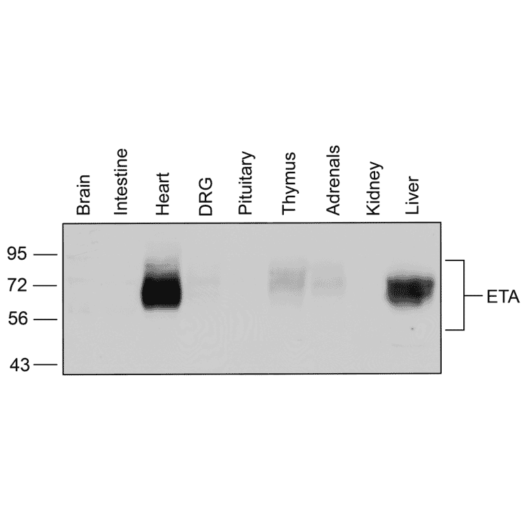 Western blot - Anti-Endothelin A Receptor Antibody (A334476) - Antibodies.com