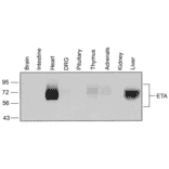Western blot - Anti-Endothelin A Receptor Antibody (A334476) - Antibodies.com