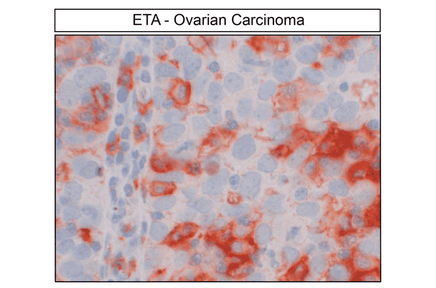 Immunohistochemistry - Anti-Endothelin A Receptor Antibody (A334476) - Antibodies.com