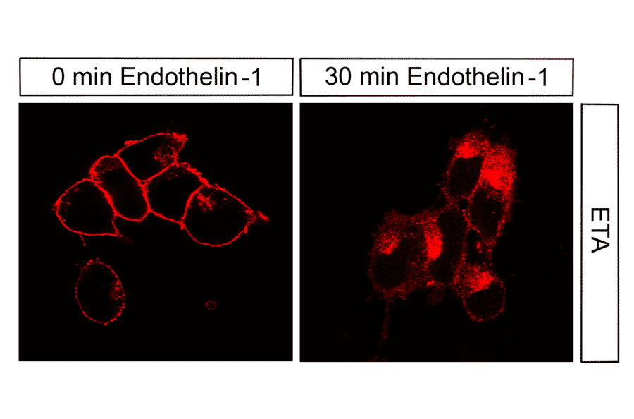 Immunohistochemistry - Anti-Endothelin A Receptor Antibody (A334476) - Antibodies.com