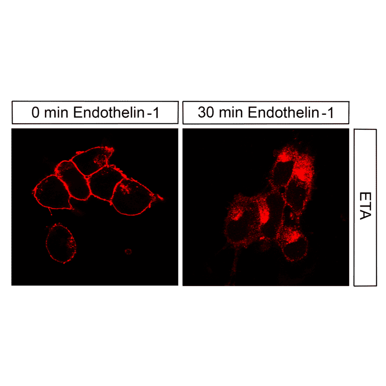 Immunohistochemistry - Anti-Endothelin A Receptor Antibody (A334476) - Antibodies.com