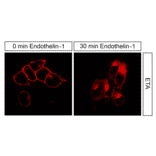 Immunohistochemistry - Anti-Endothelin A Receptor Antibody (A334476) - Antibodies.com