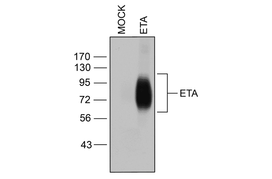 Western blot - Anti-Endothelin A Receptor Antibody (A334476) - Antibodies.com