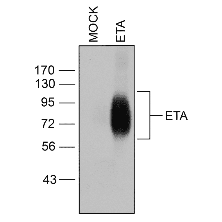 Western blot - Anti-Endothelin A Receptor Antibody (A334476) - Antibodies.com