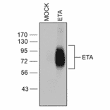 Western blot - Anti-Endothelin A Receptor Antibody (A334476) - Antibodies.com