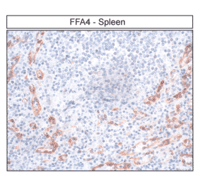 Immunohistochemistry - Anti-GPCR GPR120 Antibody (A334477) - Antibodies.com