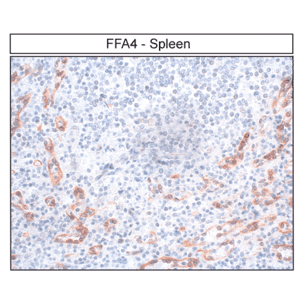 Immunohistochemistry - Anti-GPCR GPR120 Antibody (A334477) - Antibodies.com