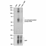 Western blot - Anti-GPCR GPR120 Antibody (A334477) - Antibodies.com