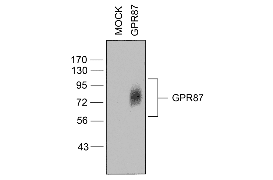 Western blot - Anti-GPCR GPR87 Antibody (A334479) - Antibodies.com