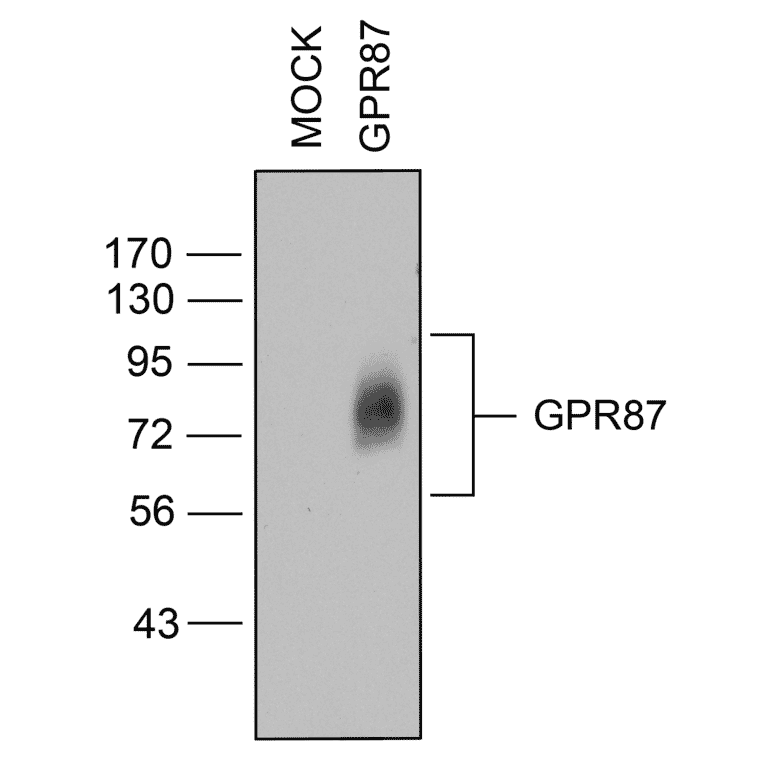 Western blot - Anti-GPCR GPR87 Antibody (A334479) - Antibodies.com