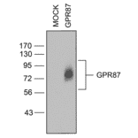 Western blot - Anti-GPCR GPR87 Antibody (A334479) - Antibodies.com