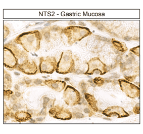 Immunohistochemistry - Anti-Neurotensin Receptor 2 Antibody (A334480) - Antibodies.com