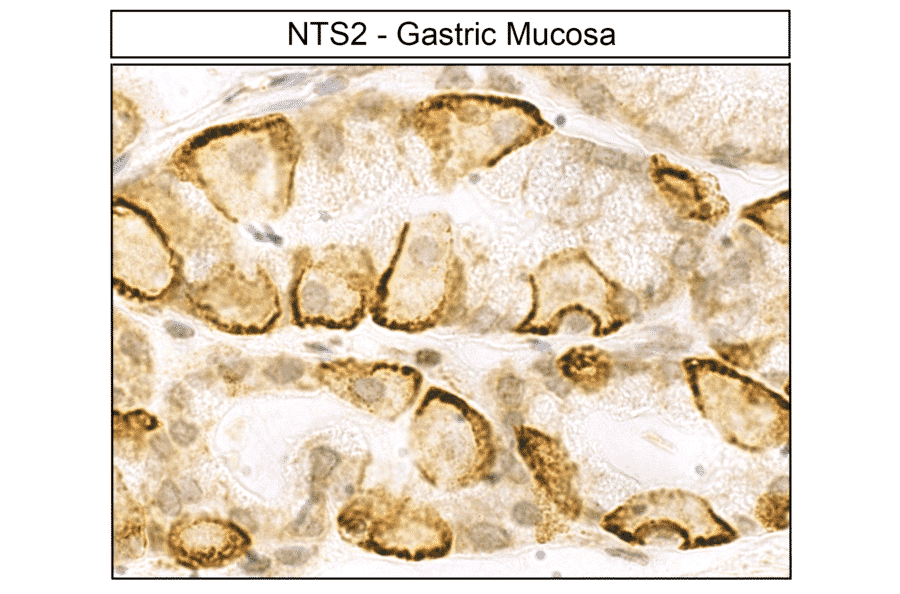 Immunohistochemistry - Anti-Neurotensin Receptor 2 Antibody (A334480) - Antibodies.com