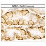 Immunohistochemistry - Anti-Neurotensin Receptor 2 Antibody (A334480) - Antibodies.com