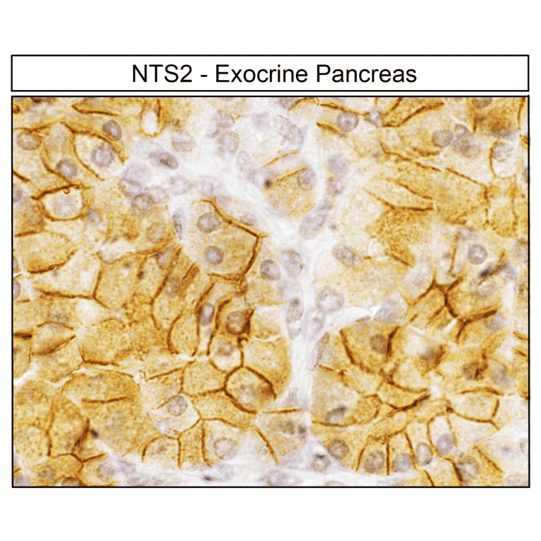 Immunohistochemistry - Anti-Neurotensin Receptor 2 Antibody (A334480) - Antibodies.com