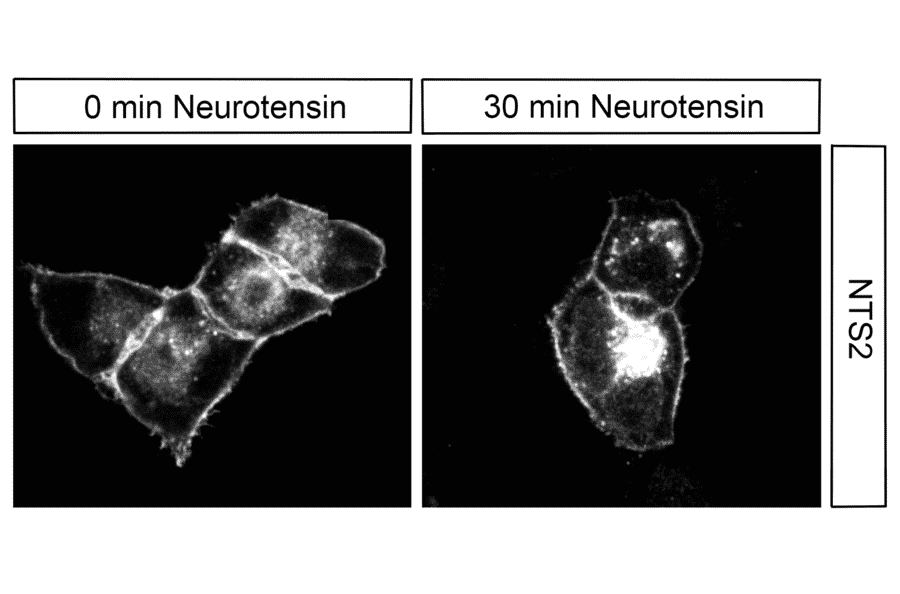 Immunohistochemistry - Anti-Neurotensin Receptor 2 Antibody (A334480) - Antibodies.com