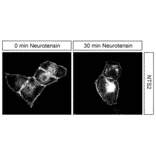 Immunohistochemistry - Anti-Neurotensin Receptor 2 Antibody (A334480) - Antibodies.com