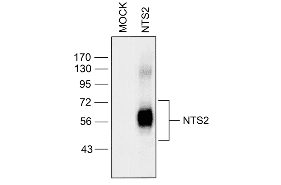 Western blot - Anti-Neurotensin Receptor 2 Antibody (A334480) - Antibodies.com