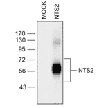 Western blot - Anti-Neurotensin Receptor 2 Antibody (A334480) - Antibodies.com