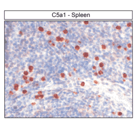Immunohistochemistry - Anti-C5aR Antibody (A334482) - Antibodies.com