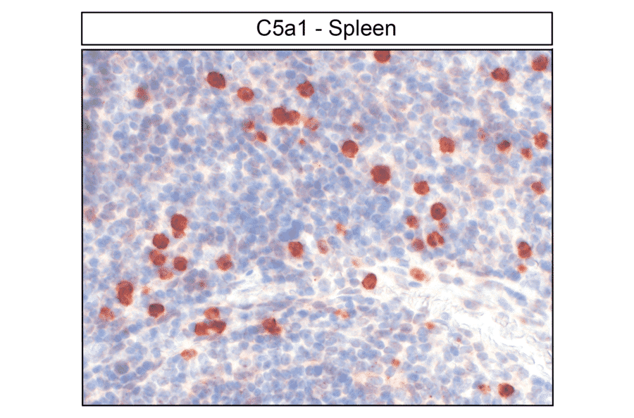 Immunohistochemistry - Anti-C5aR Antibody (A334482) - Antibodies.com
