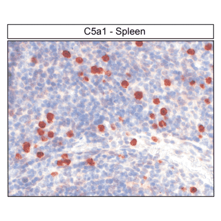 Immunohistochemistry - Anti-C5aR Antibody (A334482) - Antibodies.com