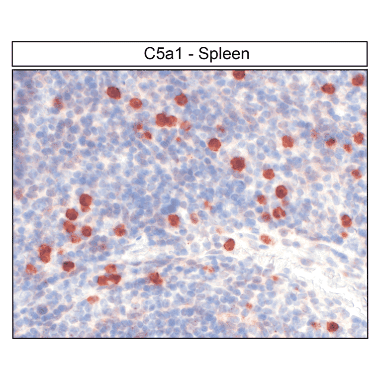 Immunohistochemistry - Anti-C5aR Antibody (A334482) - Antibodies.com