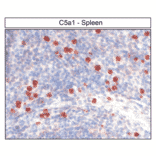 Immunohistochemistry - Anti-C5aR Antibody (A334482) - Antibodies.com