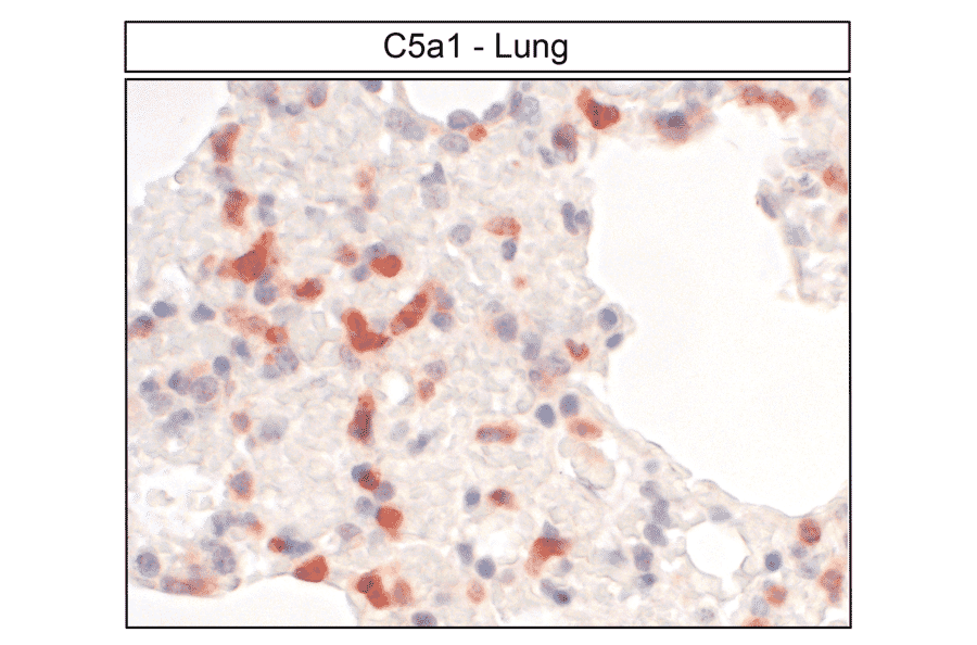 Immunohistochemistry - Anti-C5aR Antibody (A334482) - Antibodies.com
