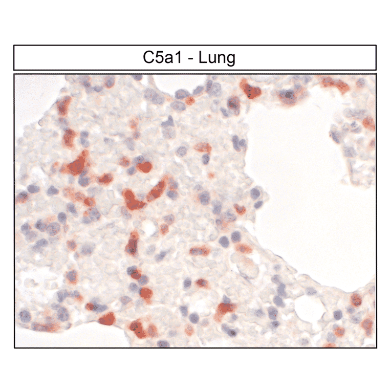 Immunohistochemistry - Anti-C5aR Antibody (A334482) - Antibodies.com