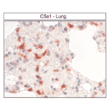 Immunohistochemistry - Anti-C5aR Antibody (A334482) - Antibodies.com