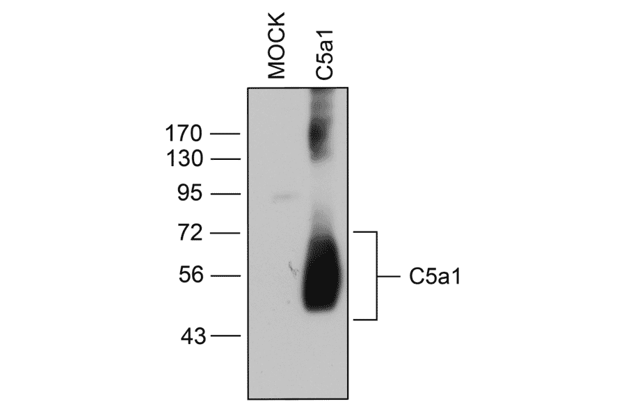 Western blot - Anti-C5aR Antibody (A334482) - Antibodies.com