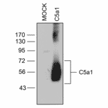 Western blot - Anti-C5aR Antibody (A334482) - Antibodies.com
