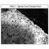 Immunohistochemistry - Anti-PAC1R Antibody (A334483) - Antibodies.com