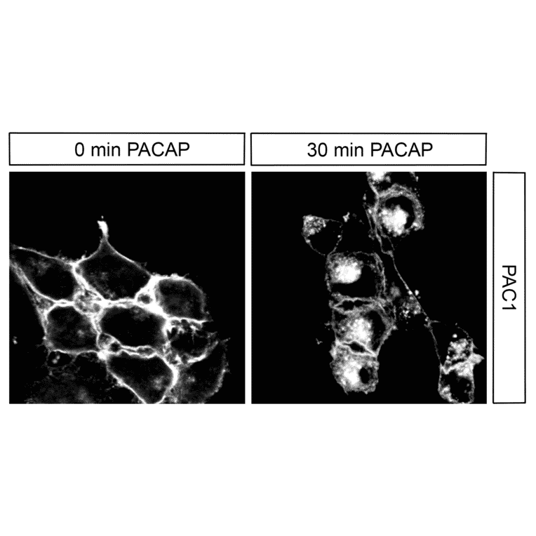 Immunohistochemistry - Anti-PAC1R Antibody (A334483) - Antibodies.com