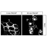 Immunohistochemistry - Anti-PAC1R Antibody (A334483) - Antibodies.com