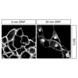 Immunohistochemistry - Anti-SSTR3 Antibody (A334484) - Antibodies.com