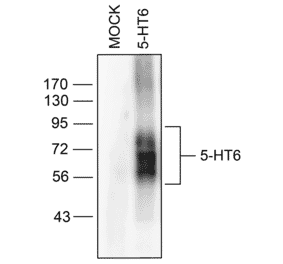 Western blot - Anti-5HT6 Receptor Antibody (A334487) - Antibodies.com