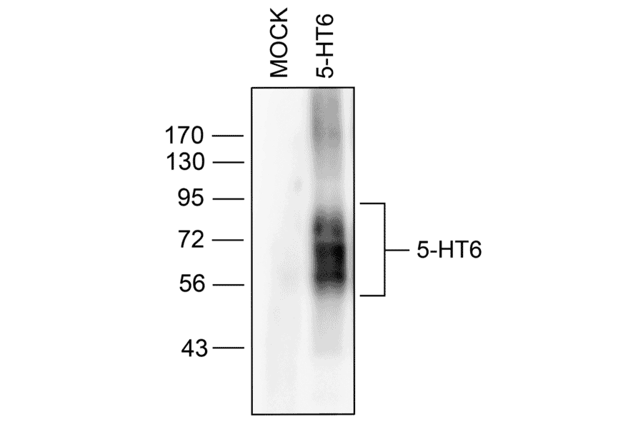 Western blot - Anti-5HT6 Receptor Antibody (A334487) - Antibodies.com
