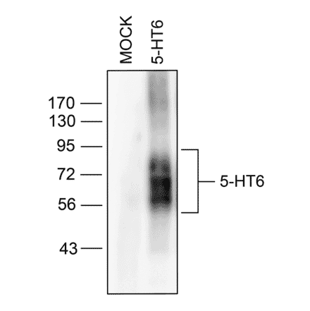 Western blot - Anti-5HT6 Receptor Antibody (A334487) - Antibodies.com