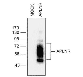 Western blot - Anti-APJ Antibody (A334491) - Antibodies.com