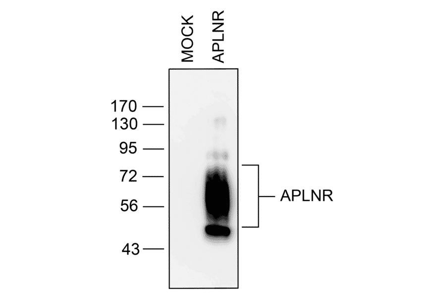 Western blot - Anti-APJ Antibody (A334491) - Antibodies.com