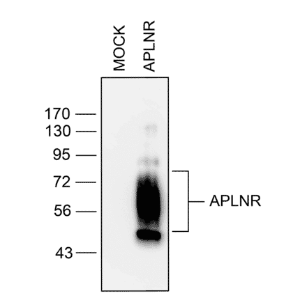 Western blot - Anti-APJ Antibody (A334491) - Antibodies.com
