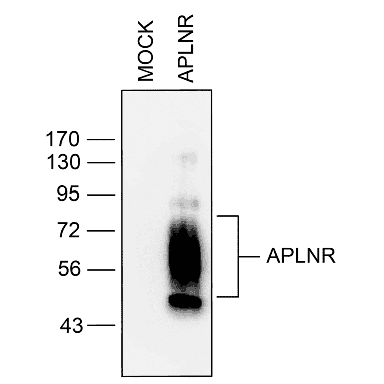 Western blot - Anti-APJ Antibody (A334491) - Antibodies.com